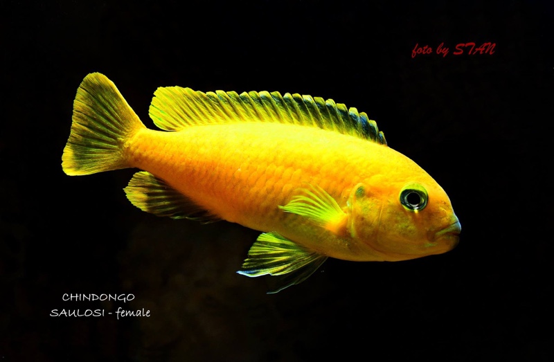 Chindongo saulosi 'Taiwanee Reef'